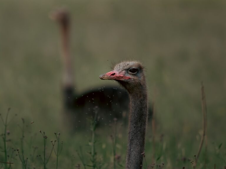 Photo visezi animale ciudate
