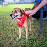 Târgul de adopții pentru animale de companie ajunge la a cincea ediție — O sansa pentru toti si toate