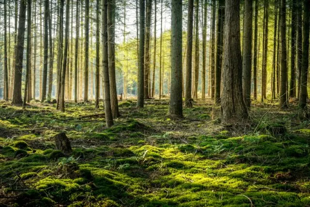 Photo community forest planting guide